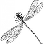 Antique Dragonfly Image The Graphics Fairy