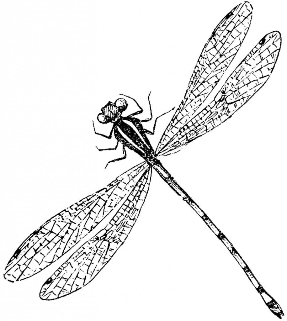 Antique Dragonfly Image The Graphics Fairy