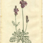 Free Lavender Botanical Print The Graphics Fairy