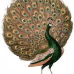 Gorgeous Vintage Peacock Images The Graphics Fairy