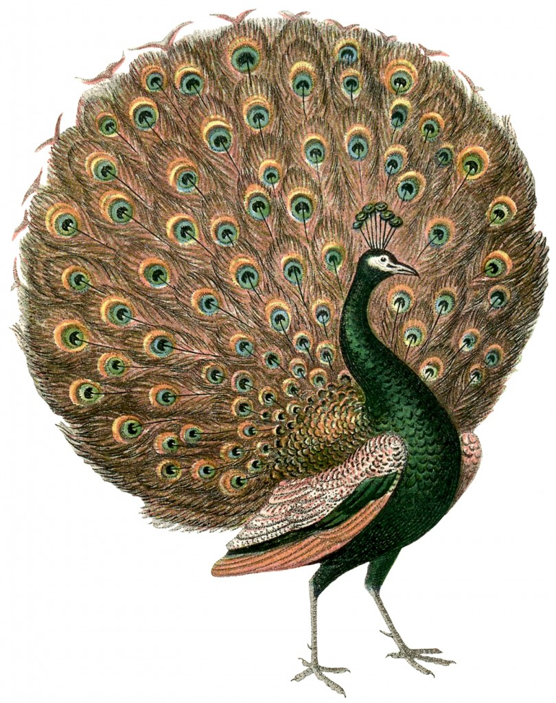 Gorgeous Vintage Peacock Images The Graphics Fairy