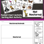 Nocturnal Animals Sorting Activities Sorting Activities Nocturnal