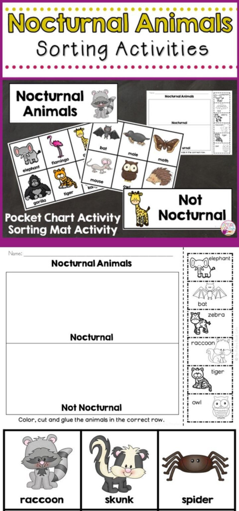 Nocturnal Animals Sorting Activities Sorting Activities Nocturnal 