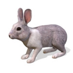 Rabbit Animations Buy Royalty Free 3D Model By RedDeer billl90