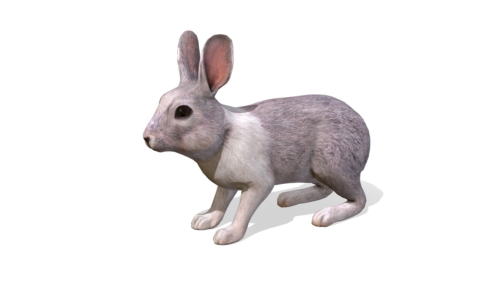 Rabbit Animations Buy Royalty Free 3D Model By RedDeer billl90 