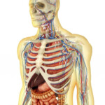 Transparent Human Body With Internal Organs Nervous System Lymphatic