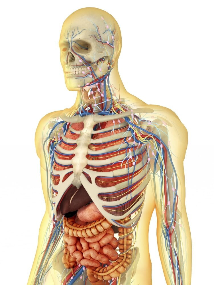 Transparent Human Body With Internal Organs Nervous System Lymphatic 