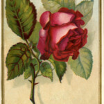 Victorian Images Beautiful Red Rose The Graphics Fairy