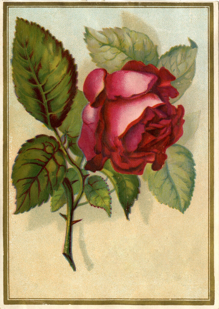 Victorian Images Beautiful Red Rose The Graphics Fairy