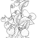 Vintage Clip Art Strawberry Embroidery Pattern The Graphics Fairy