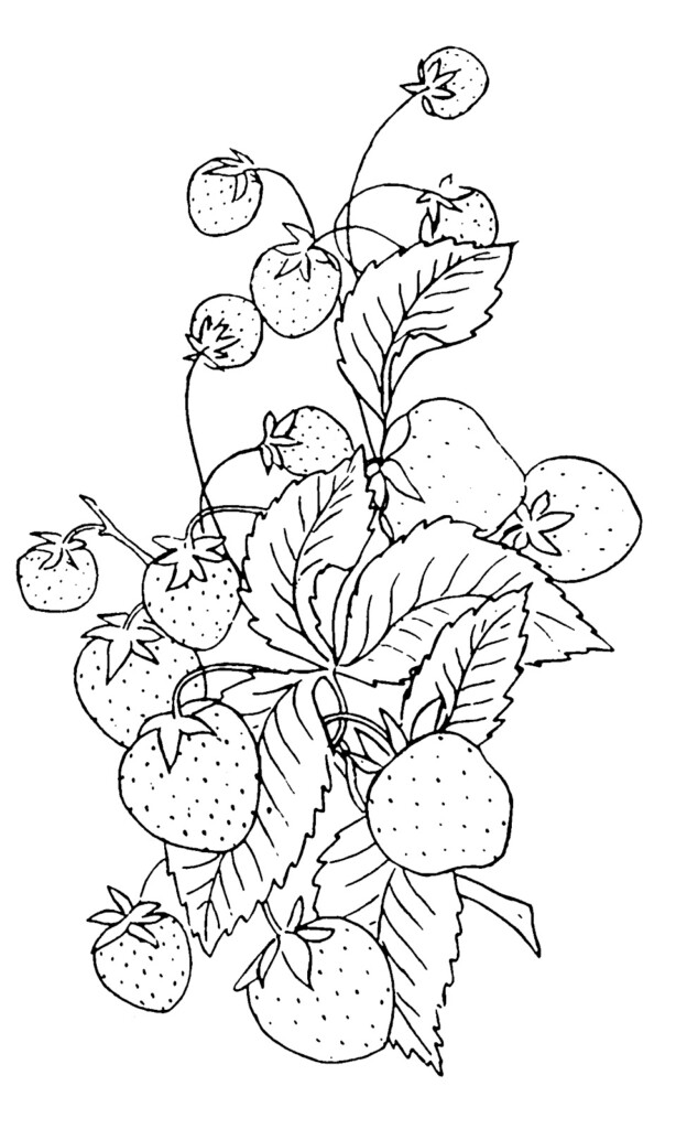 Vintage Clip Art Strawberry Embroidery Pattern The Graphics Fairy